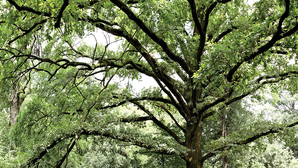 L'albero. Vita e morte di un immortale presentato all'Orto Botanico di Padova